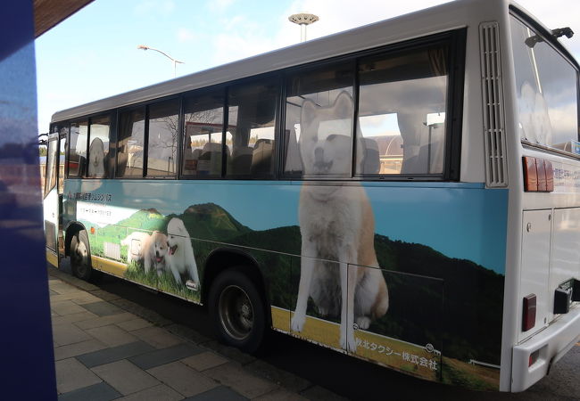 秋田犬