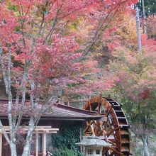 赤石温泉紅葉