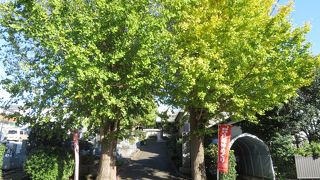 参道入口のイチョウの木が見事