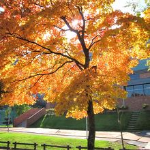 燃える秋の紅葉～