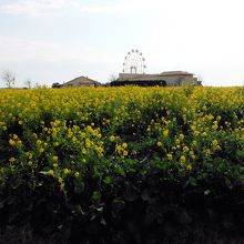 長井海の手公園ソレイユの丘(菜の花)