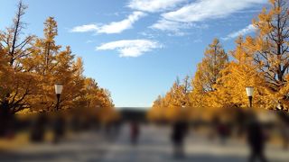 両側に黄葉した銀杏がずらりと