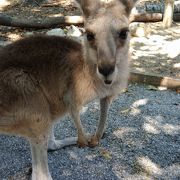 カンガルーに餌やりできます