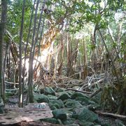 どこからどこまでが幹なのか、枝なのか、気根なのか