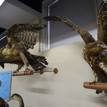 はく製の展示。これはサシバでしょうか