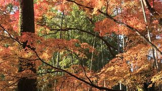 御土居　もみじ苑