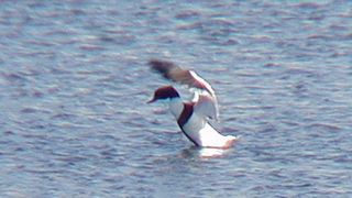 ツクシガモが見られました。