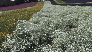 圧巻のラベンダー畑