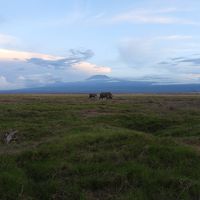 キリマンジャロと象