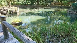 出雲大社の境内にある池