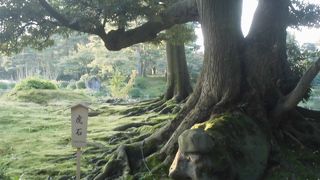 木の根元に大石