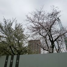サザンスカイタワー八王子と桜