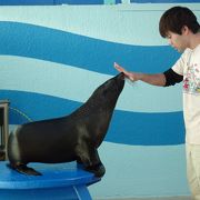 手作り感満載で楽しめる （竹島水族館）