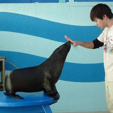 アシカショーの練習風景