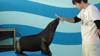 手作り感満載で楽しめる （竹島水族館）
