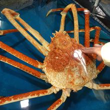 タッチングプール