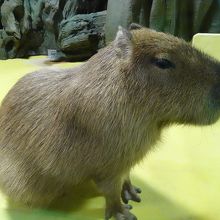 何故かカピバラが... ショーもあるようです