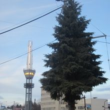 雪を被るとクリスマスツリー的な景観が楽しめそうですね。