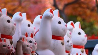 招き猫と紅葉のコラボ