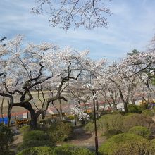 小高い丘から見た富士森公園の桜