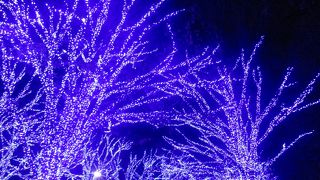 青の洞窟を見ました