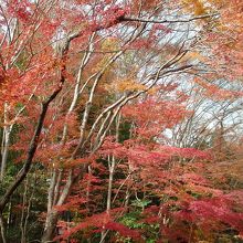 常照寺境内の紅葉