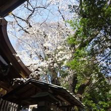 子安神社の桜