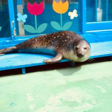 日向ぼっこ中のアザラシ