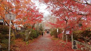 京都鷹峯紅葉狩り(5) 2019年　常照寺