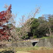 乾通りからの様子(四季桜と紅葉と西桔橋)