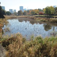 西桔橋からの蓮池濠(南東側)の様子