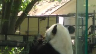 上野動物園でパンダを見ることができた