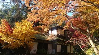 紅葉は終わりかけだった三渓園