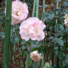 バラ名前はわからない