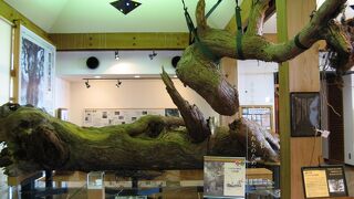 屋久島をトレッキングする前に