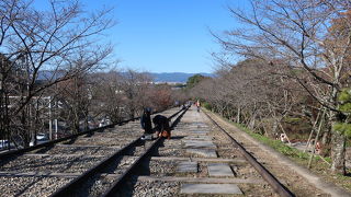 桜葉はもう落ちた後でした…