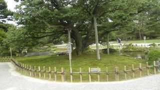 枝ぶりが見事な桜