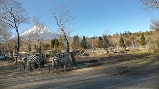 猛獣も草食動物も身近に観られる動物園