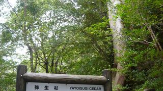 比較的簡単に見に行けます