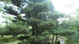 椿の木もあります