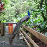 パンダが見られる大型動物園