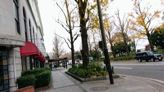 銀杏はそろそろ終わり