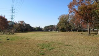 野鳥の群れがいました