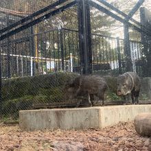 ガラス張りの檻　イノシシ
