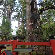 杉に楢の寄生木