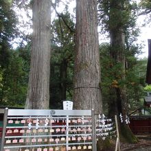 二荒山神社御神木