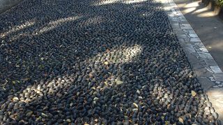 歩けませんでした。