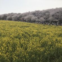 桜まつり期間中の景色