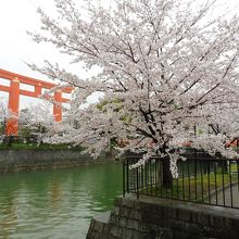 仁王門道りの桜並木のピンクと朱色の大鳥居大