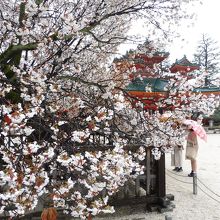 満開の左近の桜から蒼龍楼を眺める
